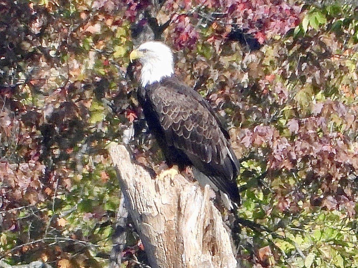 Bald Eagle - ML643152198