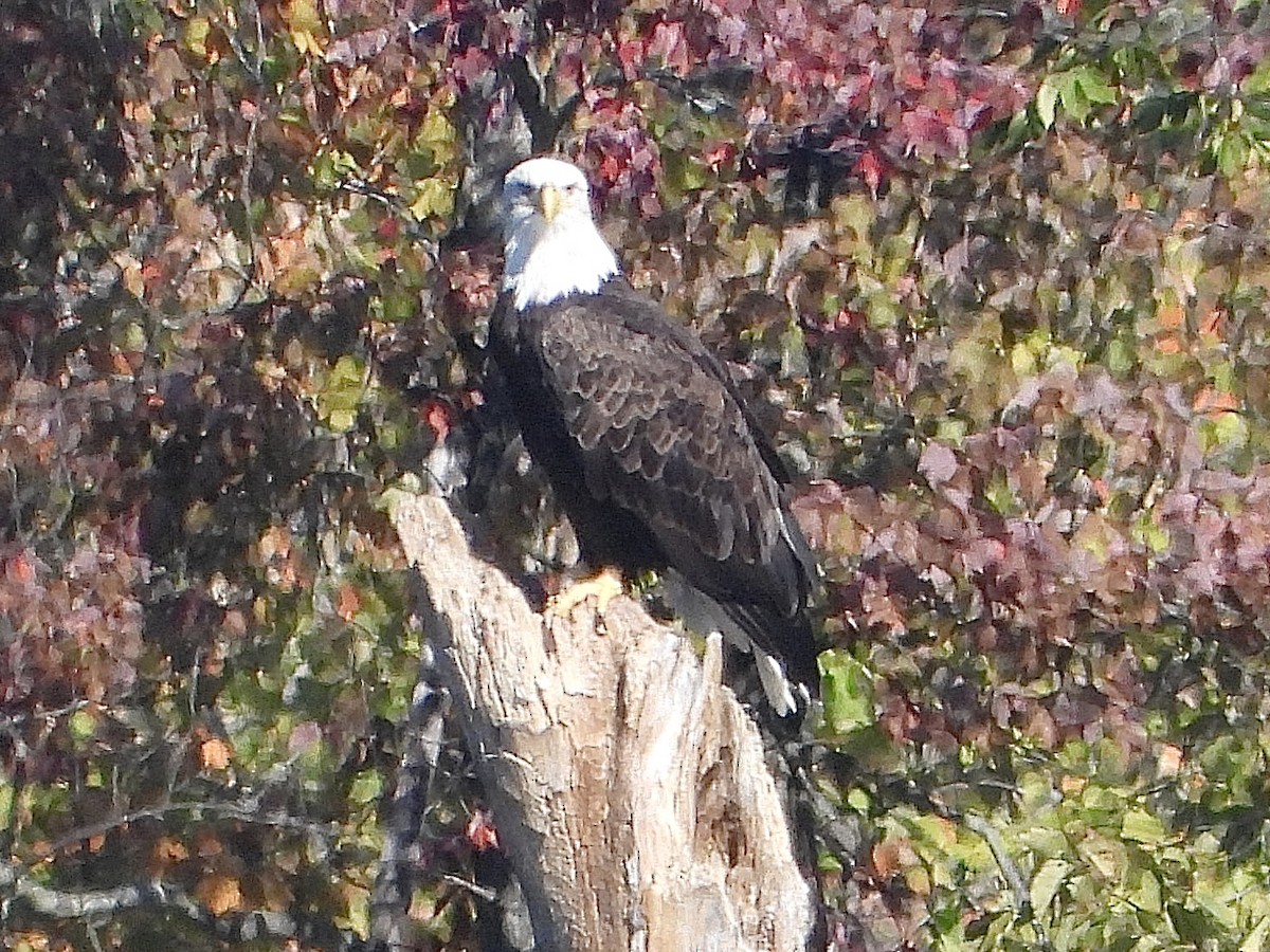 Bald Eagle - ML643152199