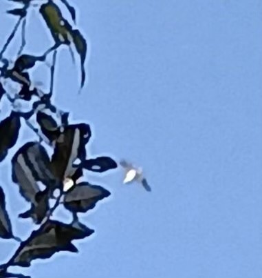 American White Pelican - ML643152207