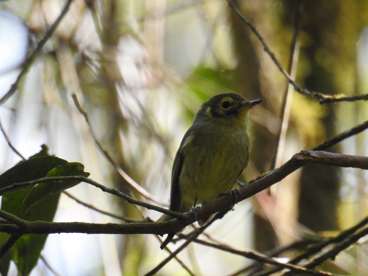 Oustalet's Tyrannulet - ML643152230
