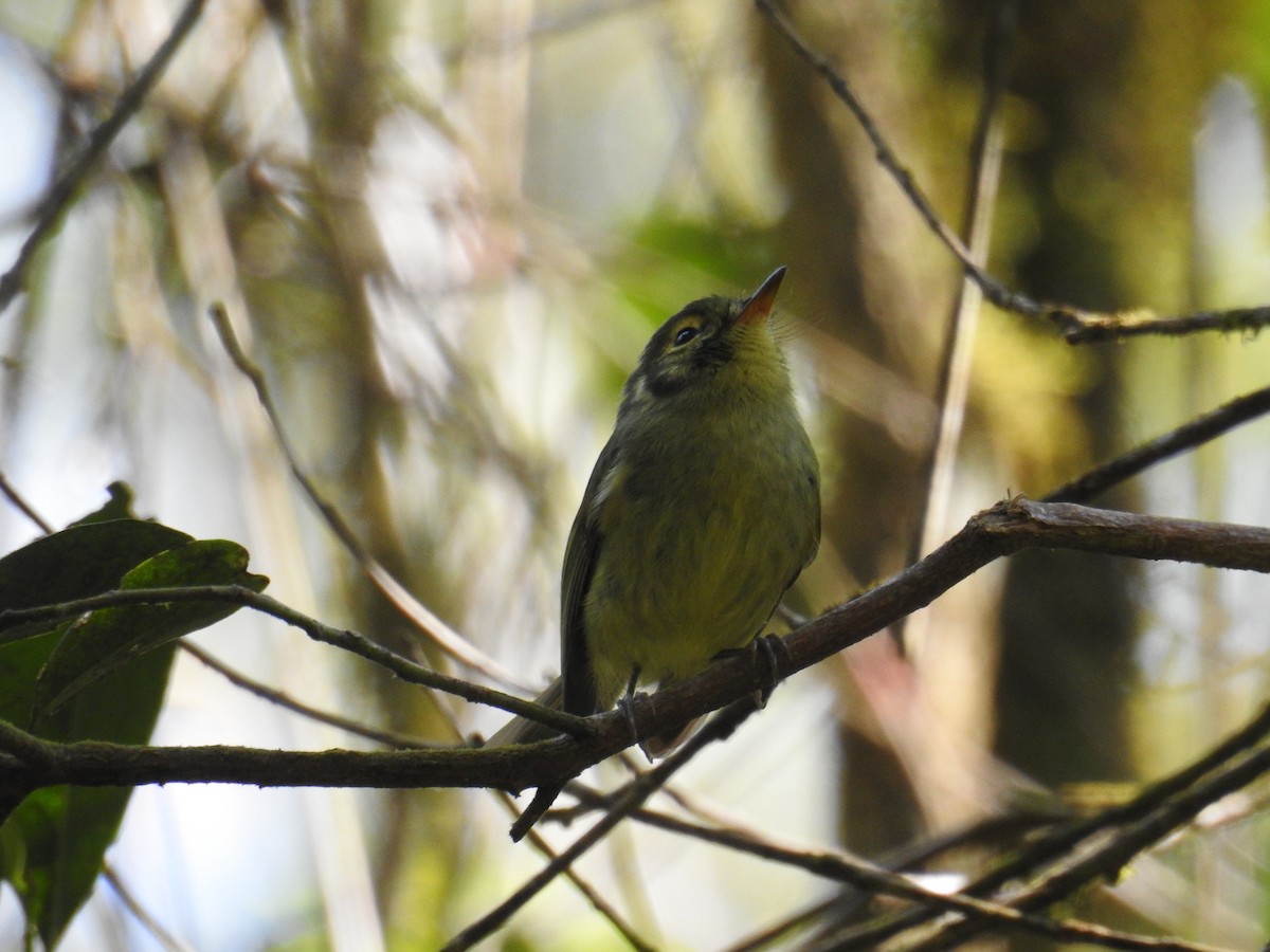 Oustalet's Tyrannulet - ML643152231