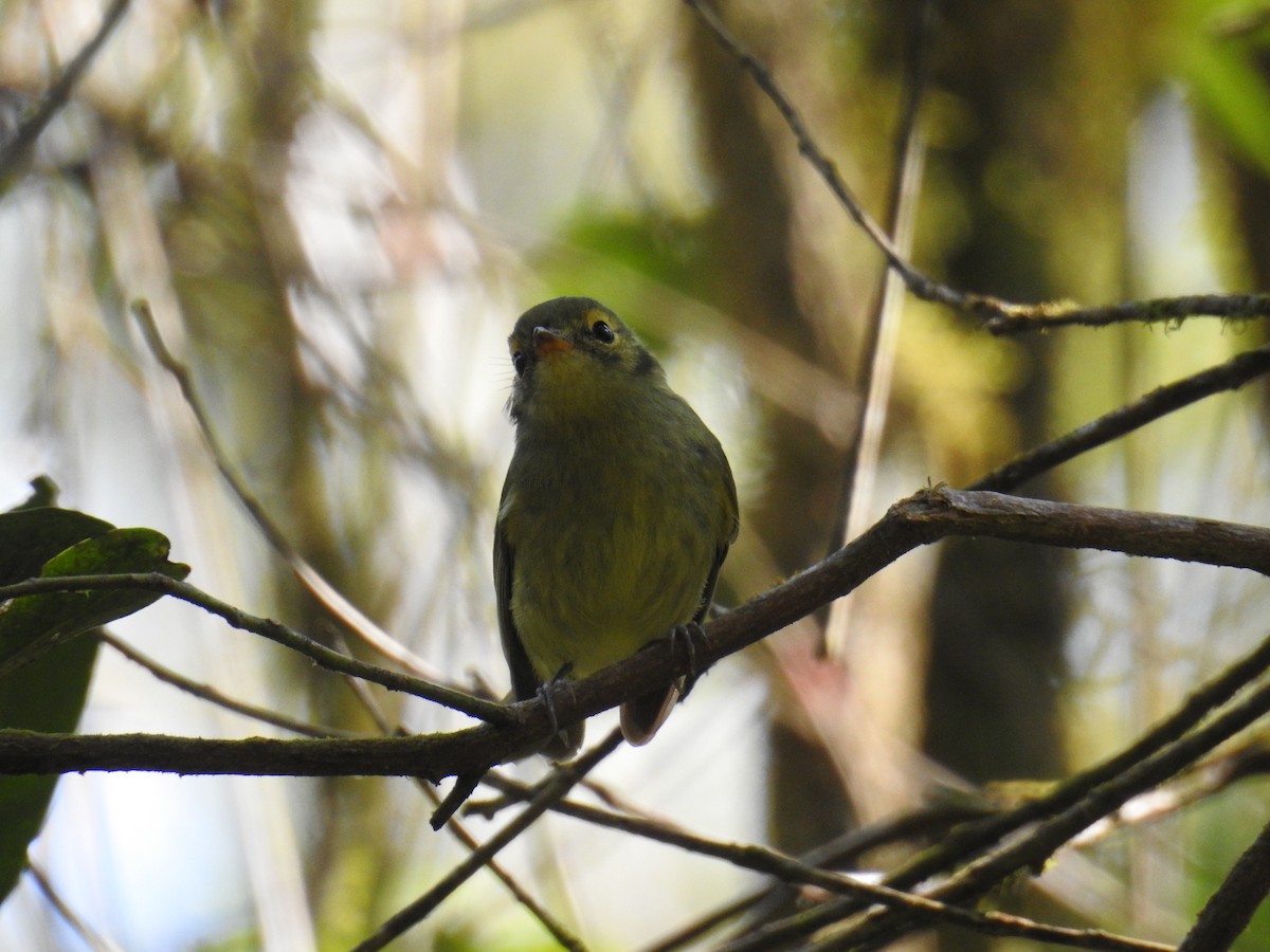 Oustalet's Tyrannulet - ML643152232