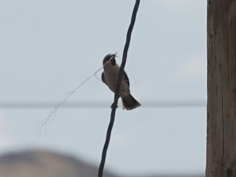 Sociable Weaver - ML643152237