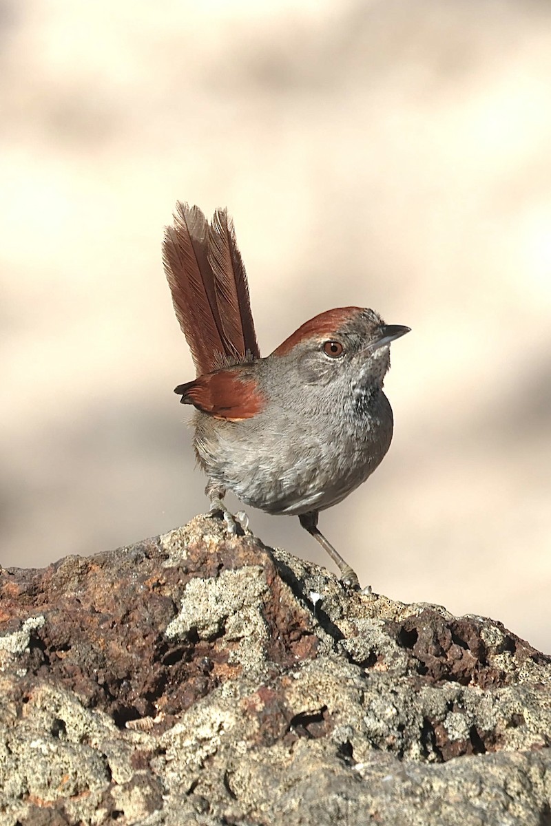 Sooty-fronted Spinetail - ML643152238