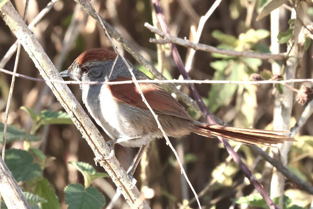 Sooty-fronted Spinetail - ML643152239