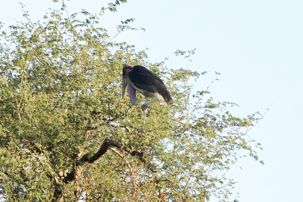 Marabou Stork - ML643152240