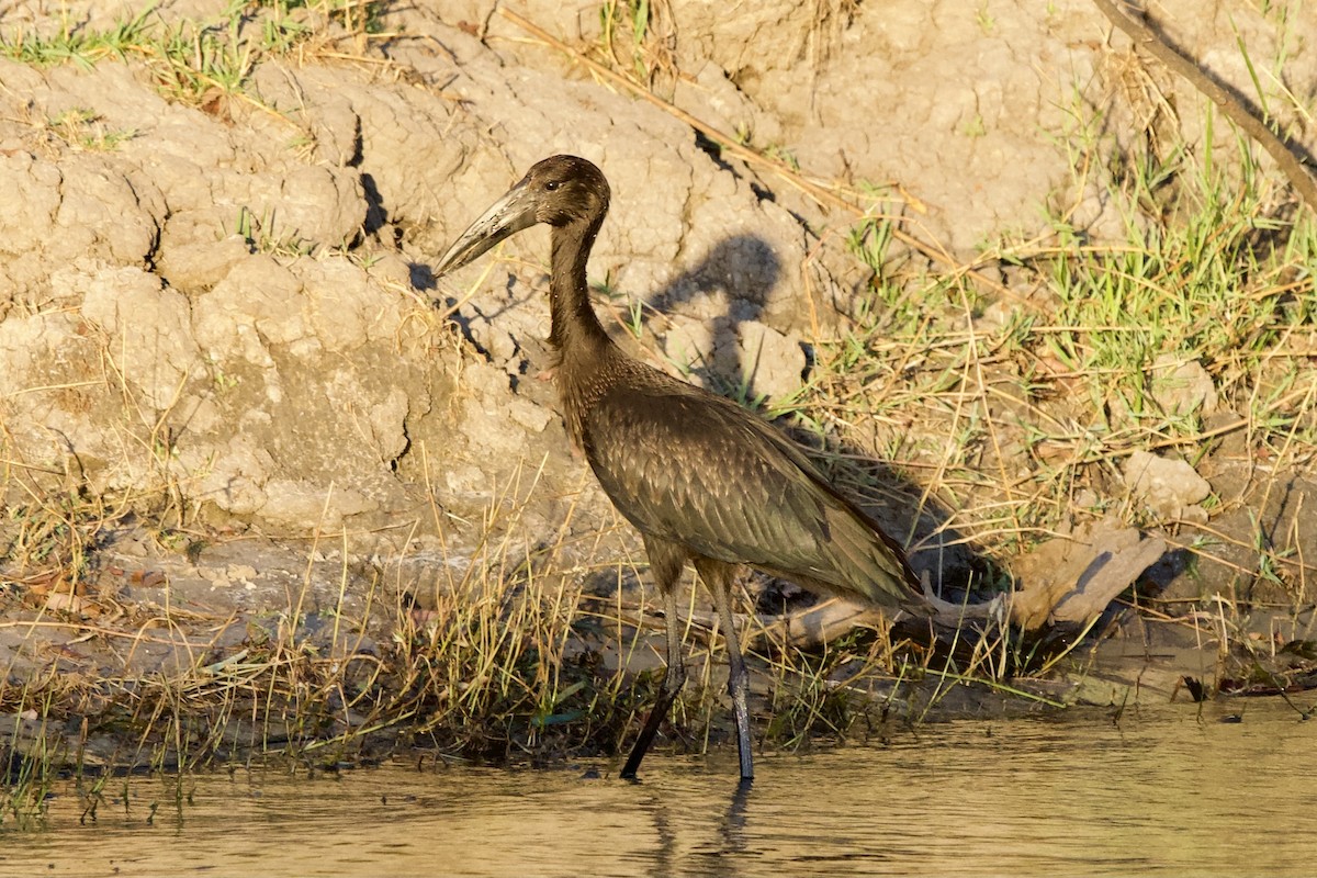African Openbill - ML643152244