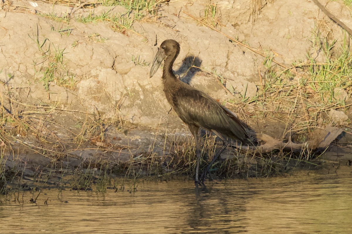African Openbill - ML643152247