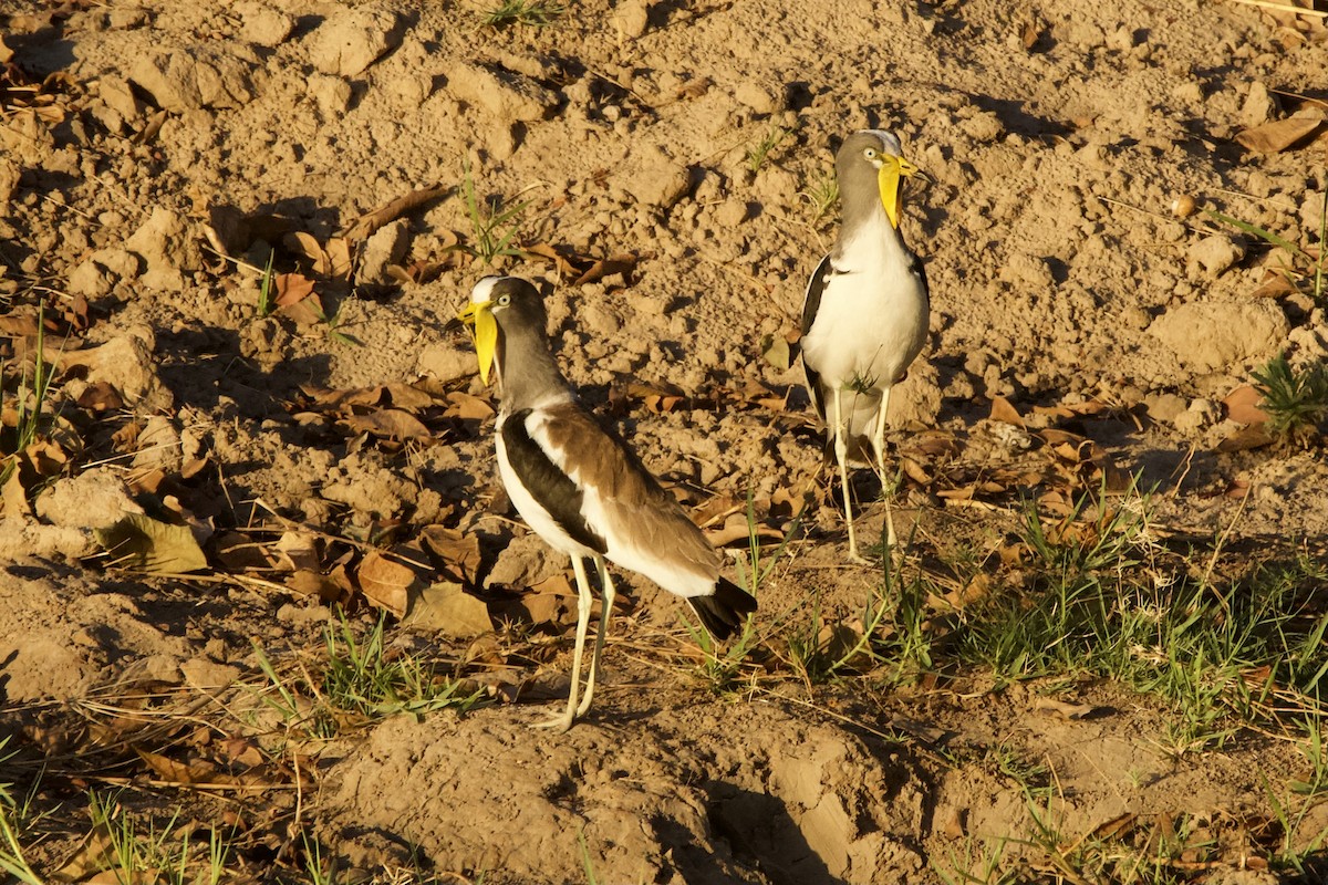 White-crowned Lapwing - ML643152259