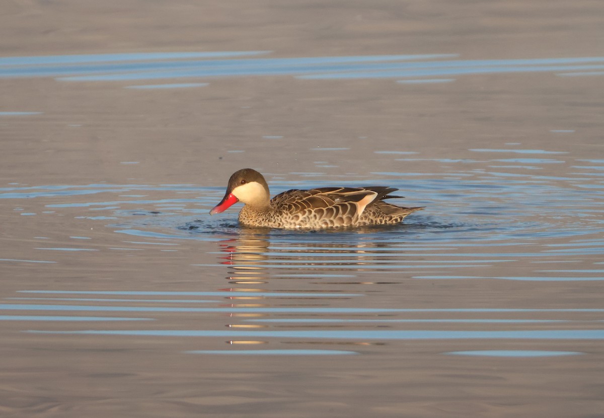 Red-billed Duck - ML643152264