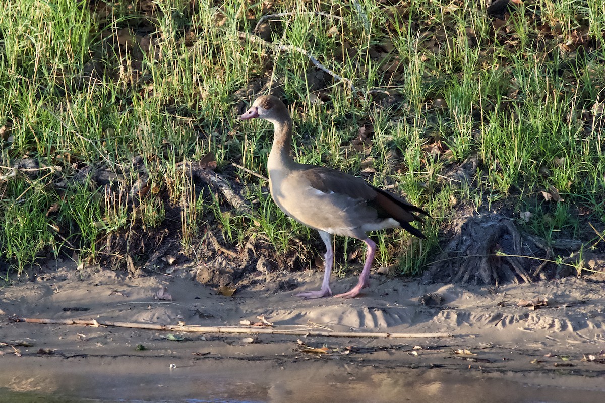 Egyptian Goose - ML643152287