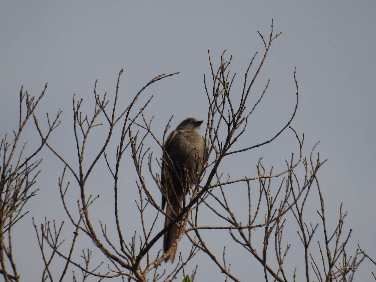 Shear-tailed Gray Tyrant - ML643152296