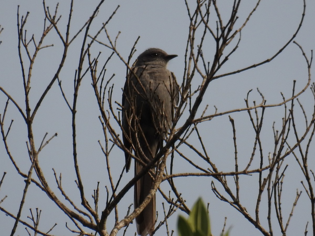 Shear-tailed Gray Tyrant - ML643152297
