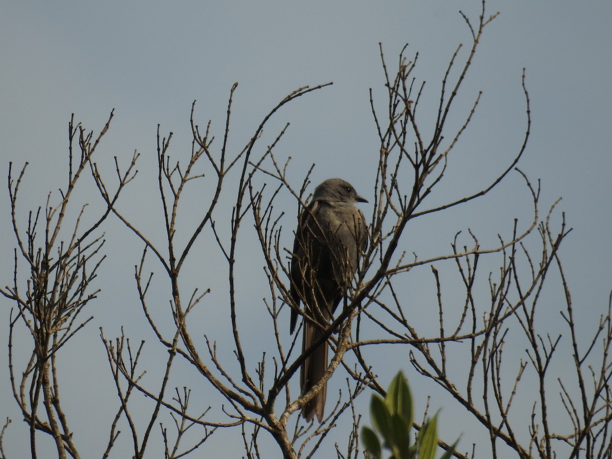 Shear-tailed Gray Tyrant - ML643152298