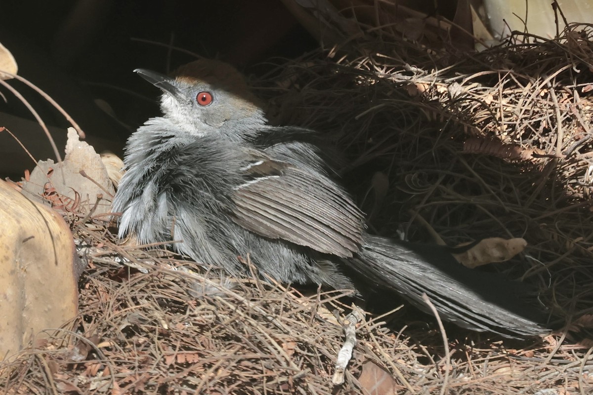 Slender Antbird - ML643152308