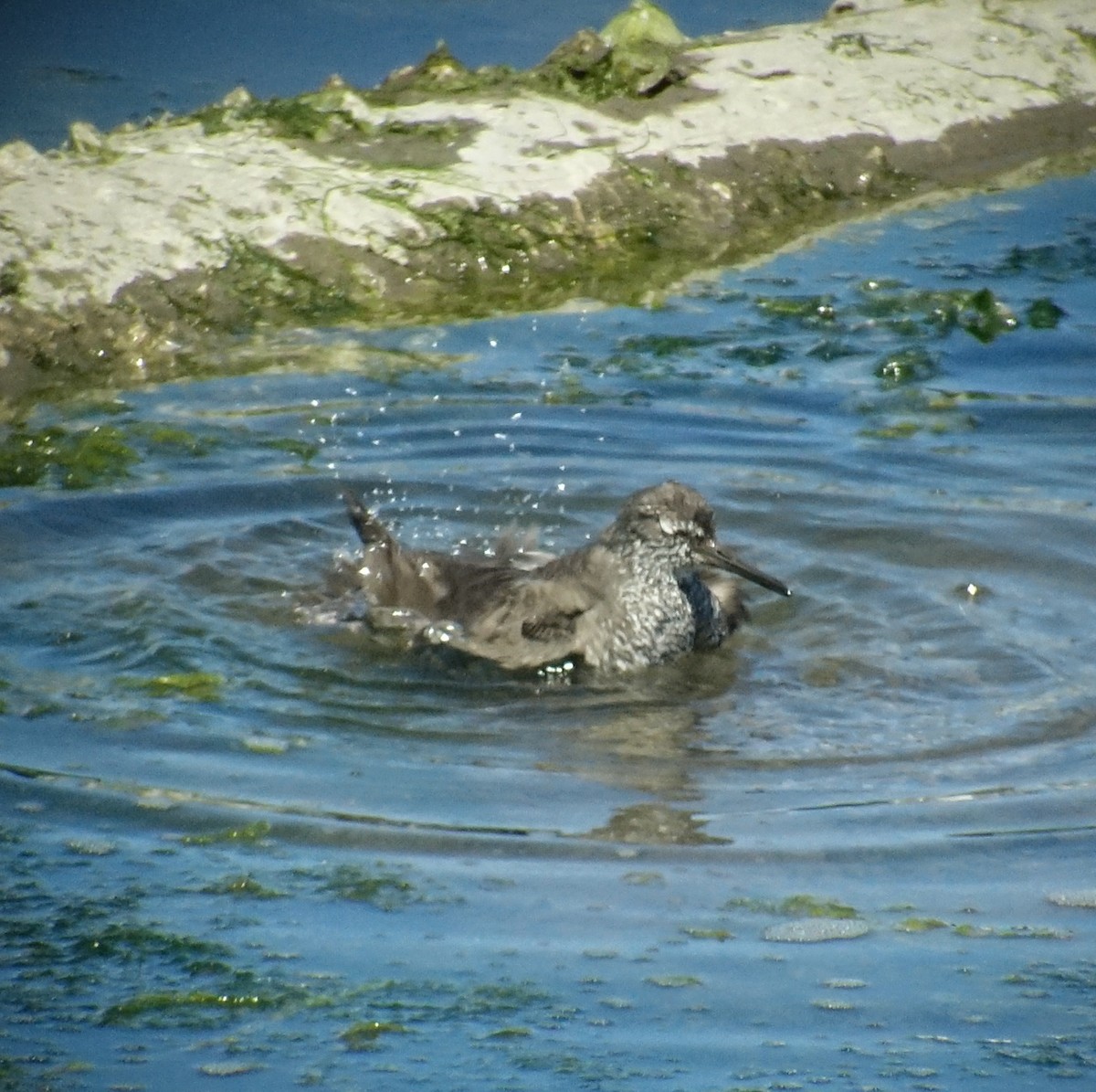 Wandering Tattler - ML64315231