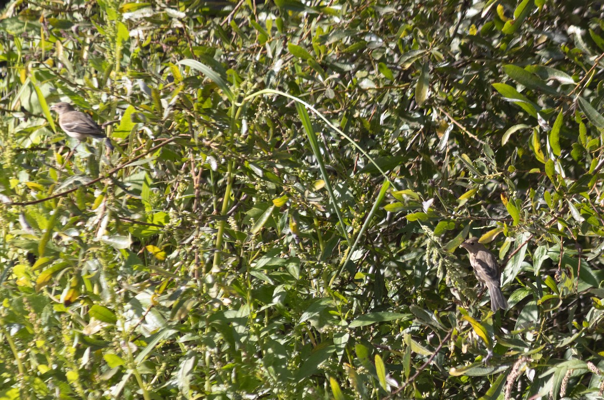 Lazuli Bunting - ML643152316