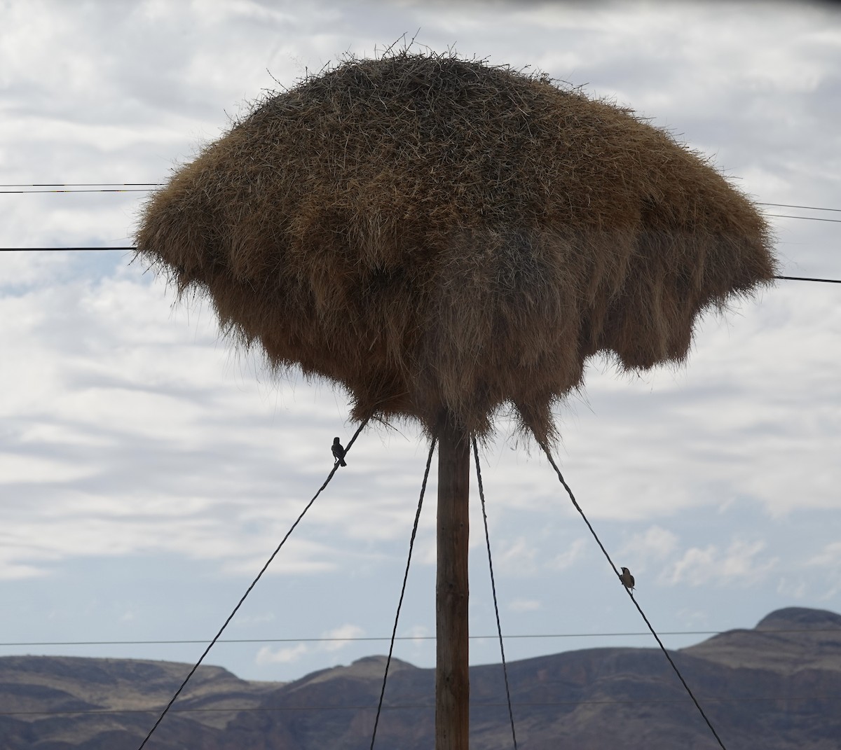Sociable Weaver - ML643152327