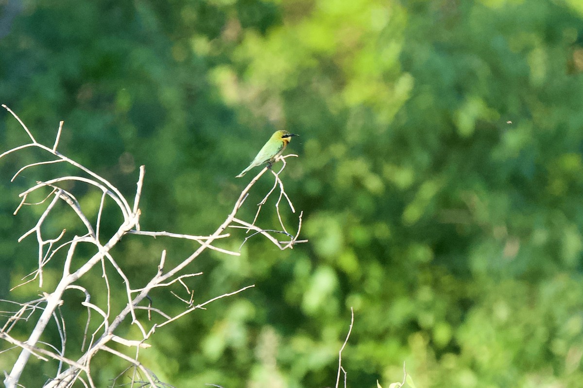 Little Bee-eater - ML643152328