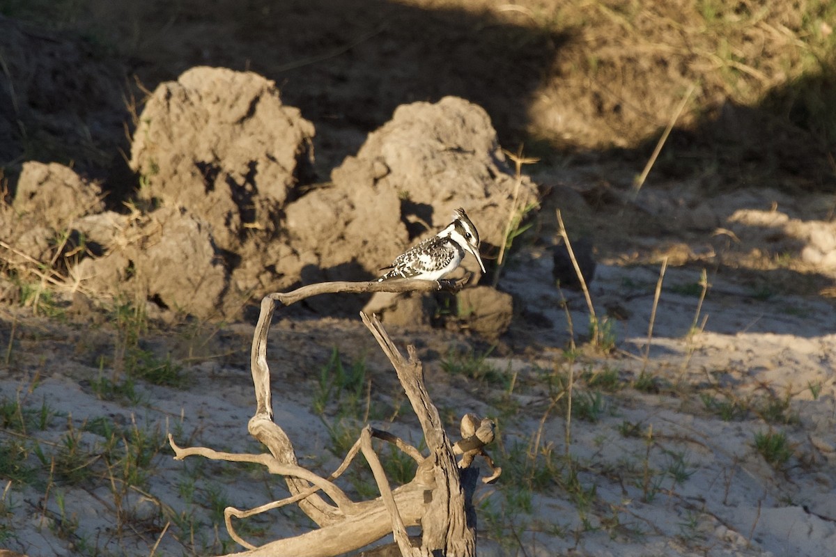Pied Kingfisher - ML643152336