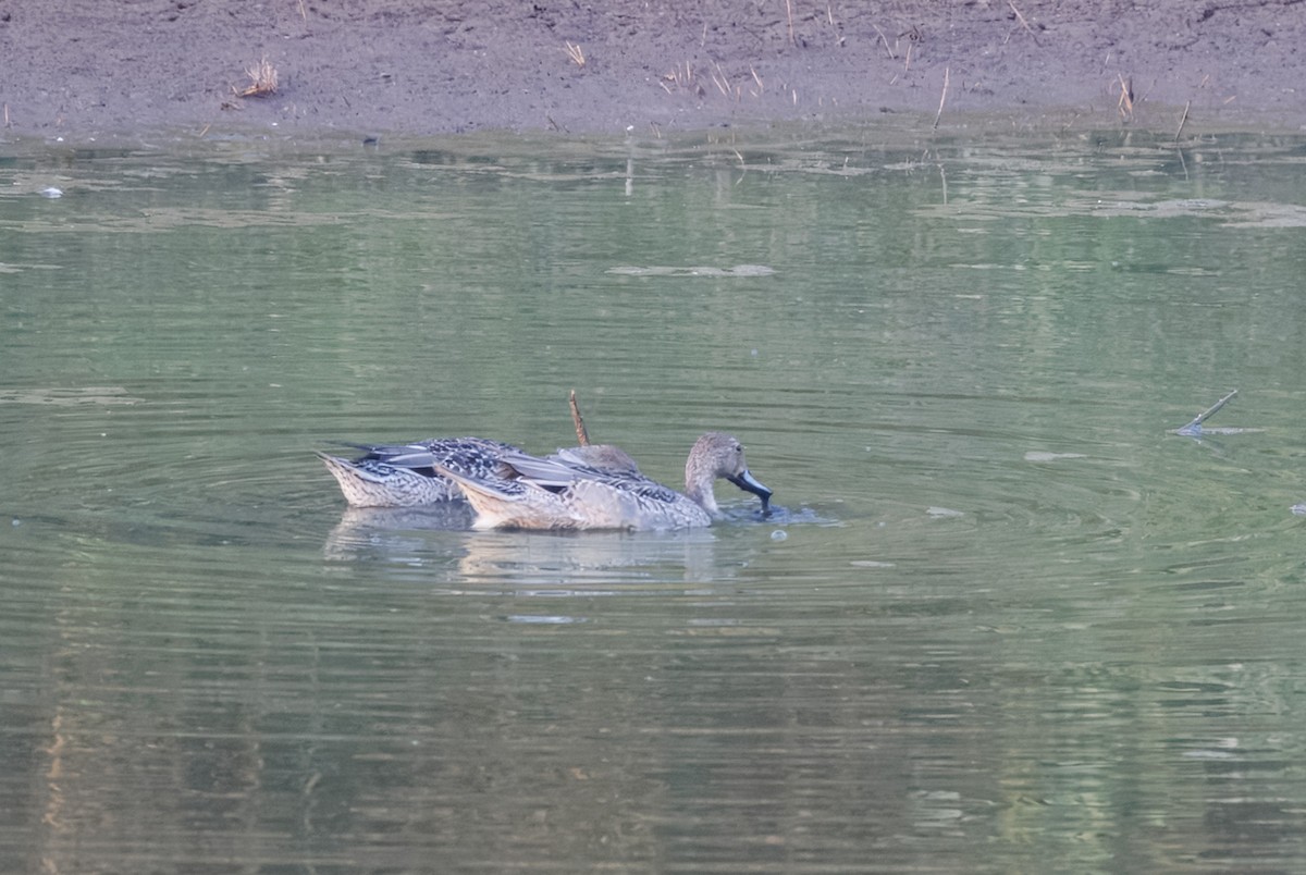 stjertand - ML643152356