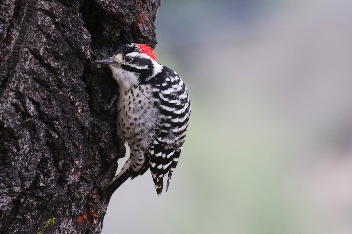 Nuttall's Woodpecker - ML643152367