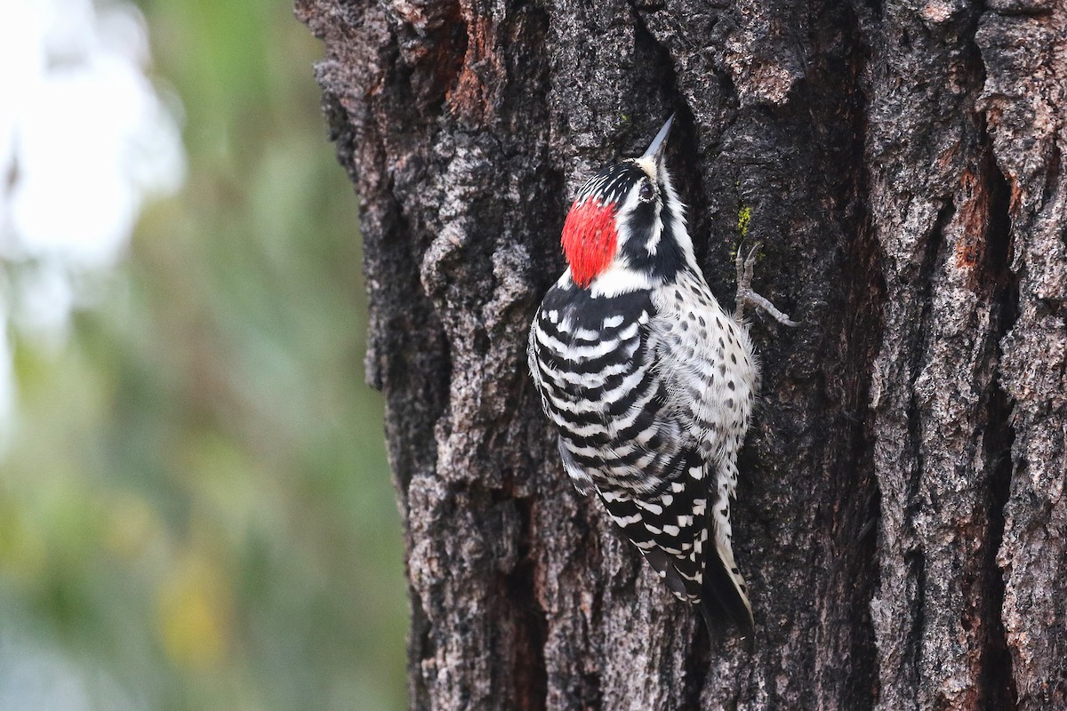 Nuttall's Woodpecker - ML643152376