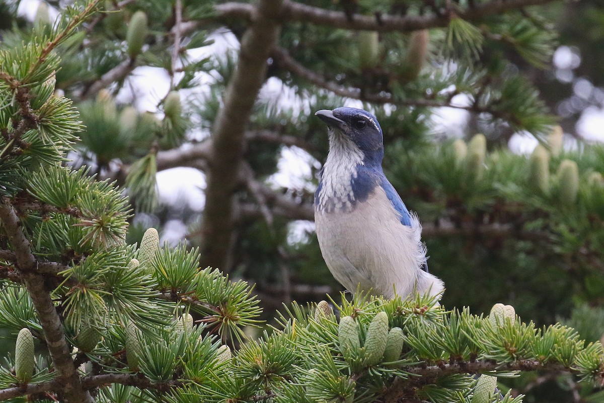 California Scrub-Jay - ML643152379