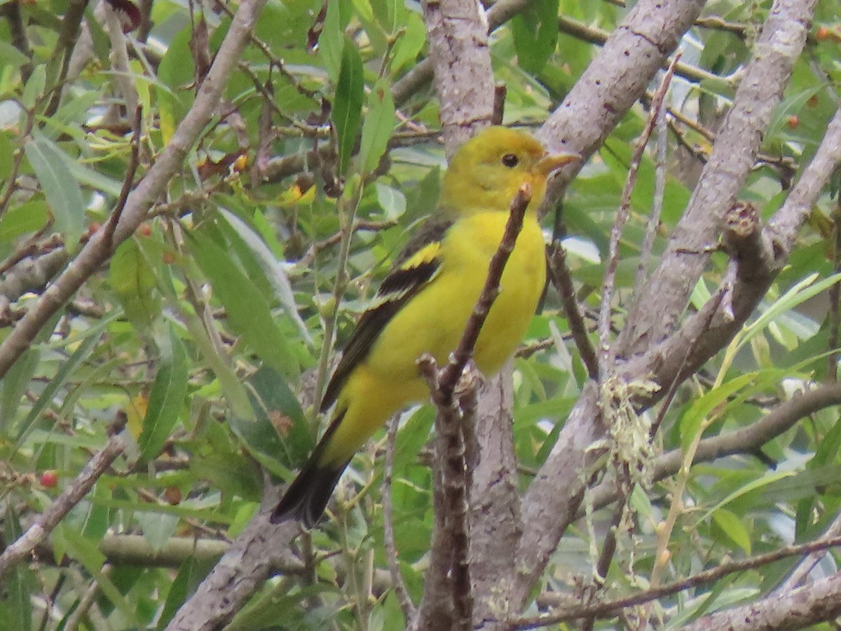 Western Tanager - ML643152418