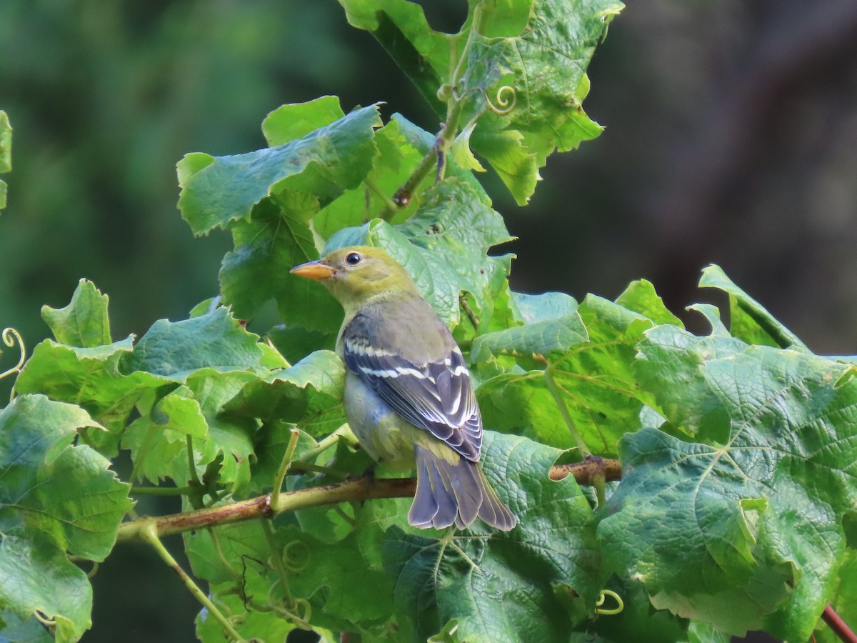 Western Tanager - ML643152419