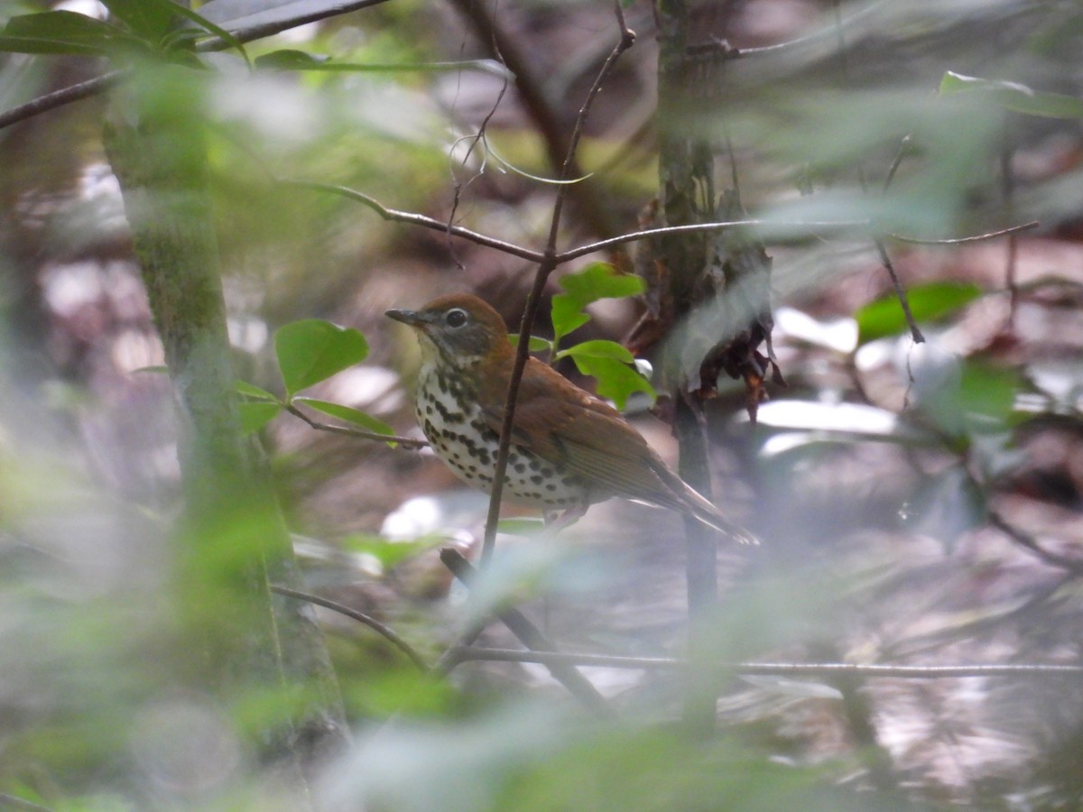 Wood Thrush - ML643152442