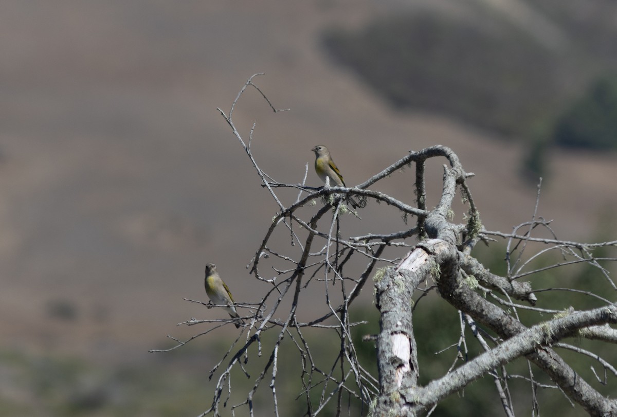 Lawrence's Goldfinch - ML643152445