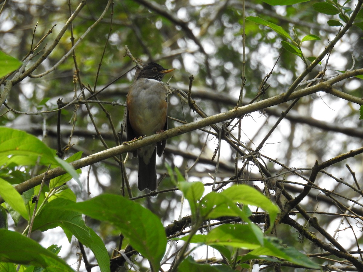 White-necked Thrush - ML643152465