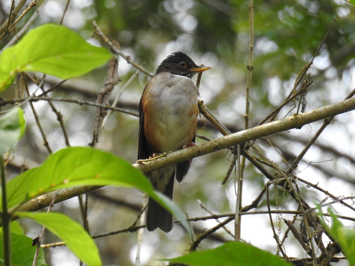 White-necked Thrush - ML643152466