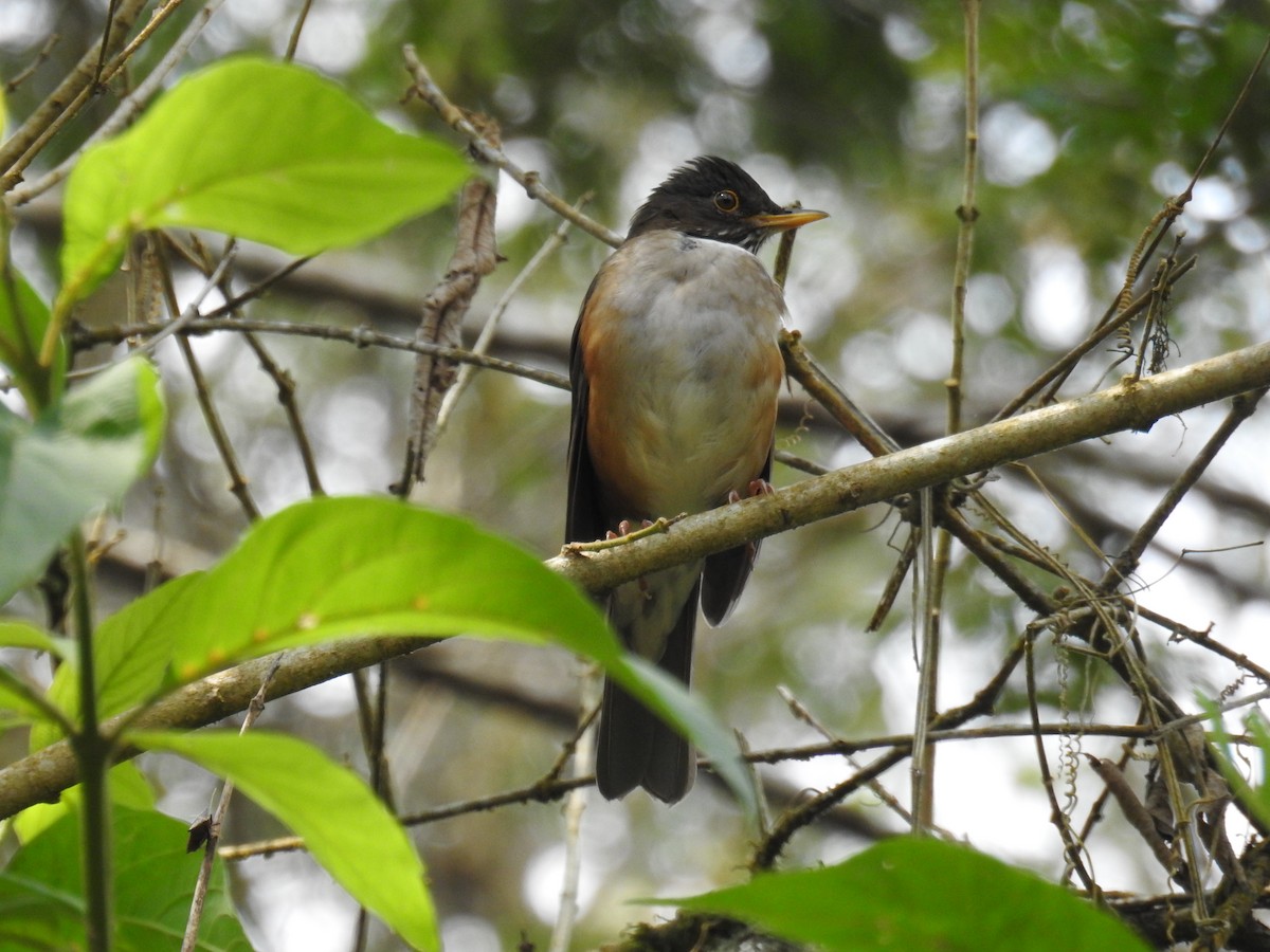 White-necked Thrush - ML643152467