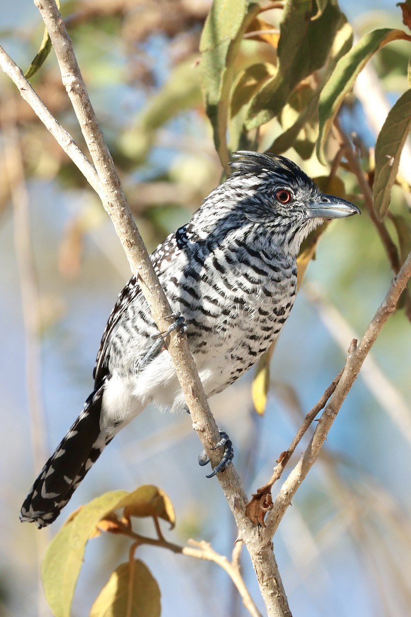 Barred Antshrike (Caatinga) - ML643152468