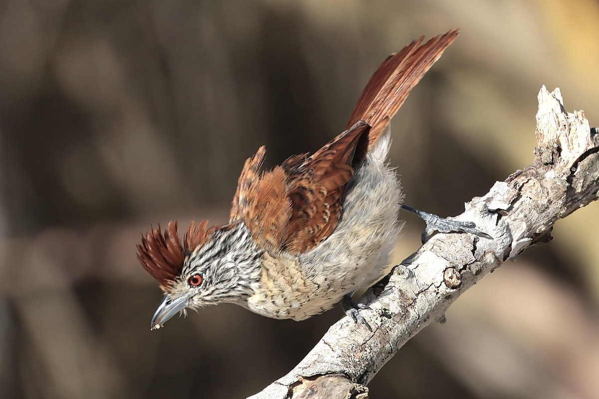 Barred Antshrike (Caatinga) - ML643152469