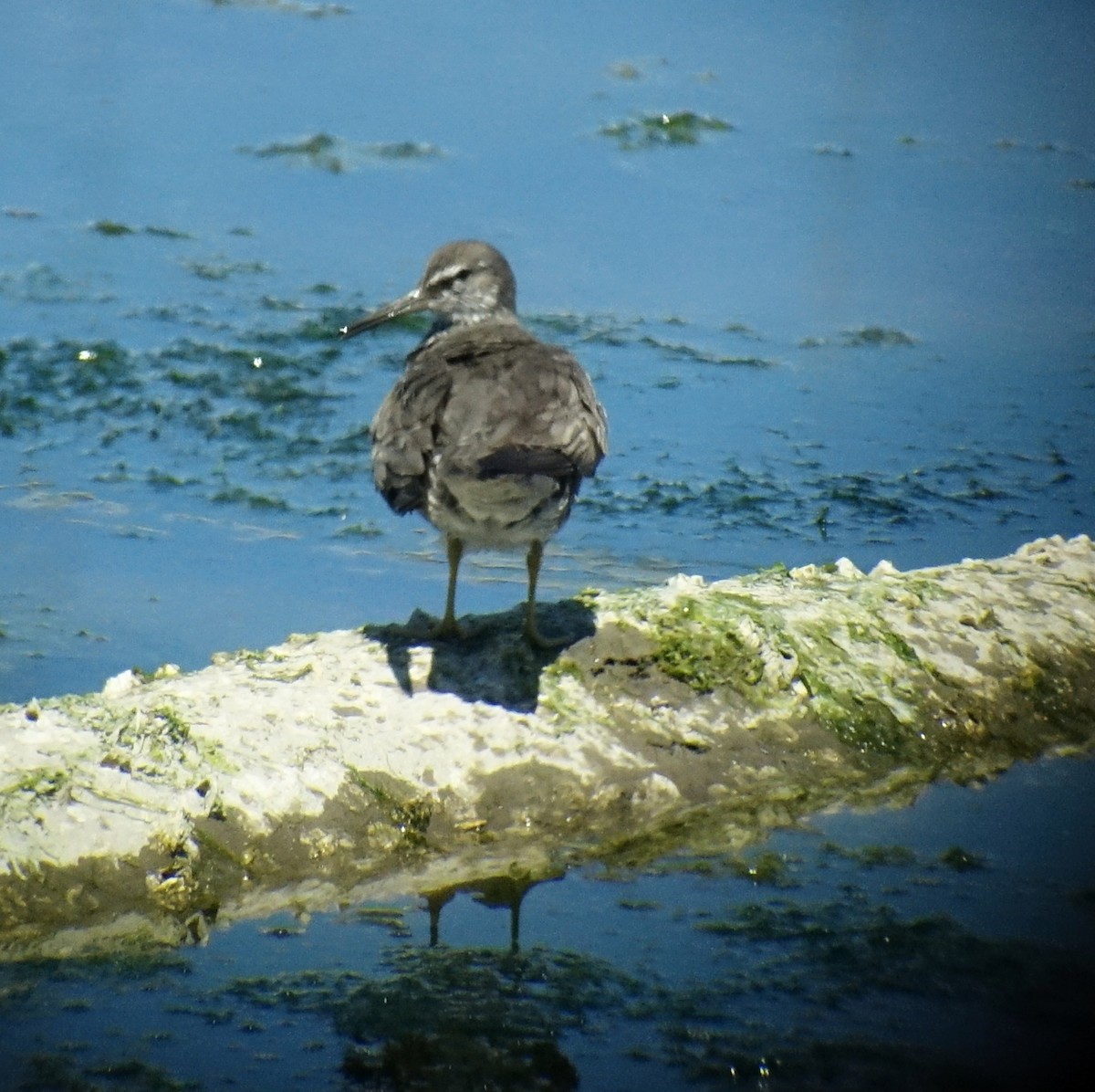 Wandering Tattler - ML64315251