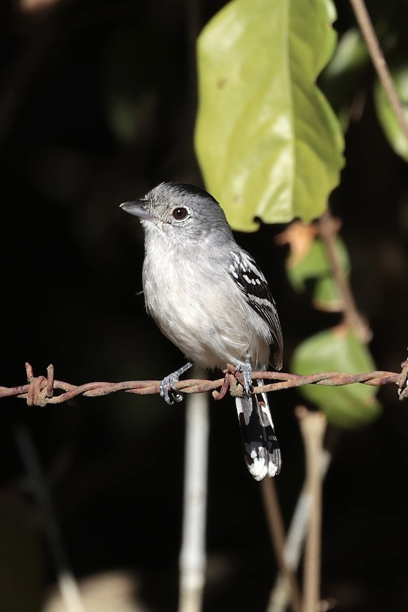 Planalto Slaty-Antshrike - ML643152518
