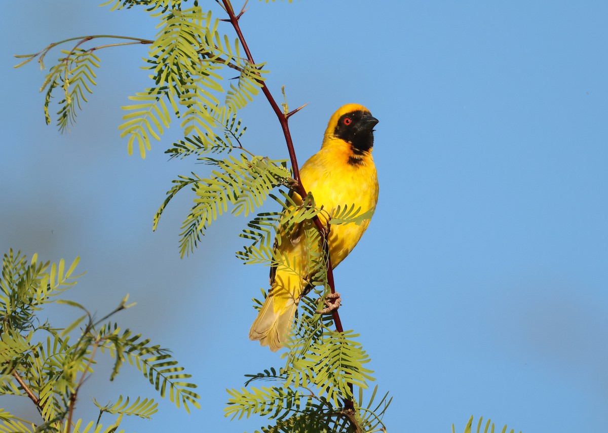 Southern Masked-Weaver - ML643152528