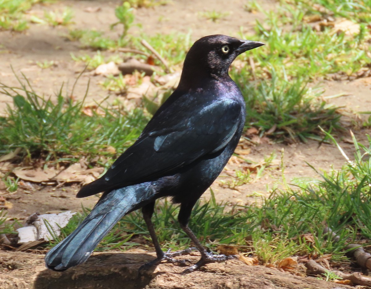 purpurhodetrupial - ML643152556