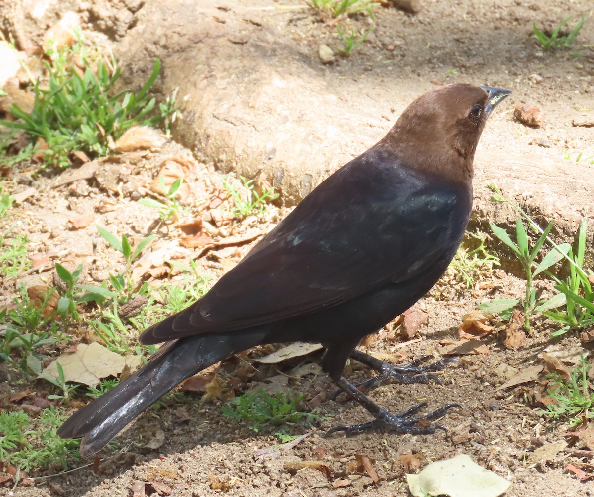 Brown-headed Cowbird - ML643152563