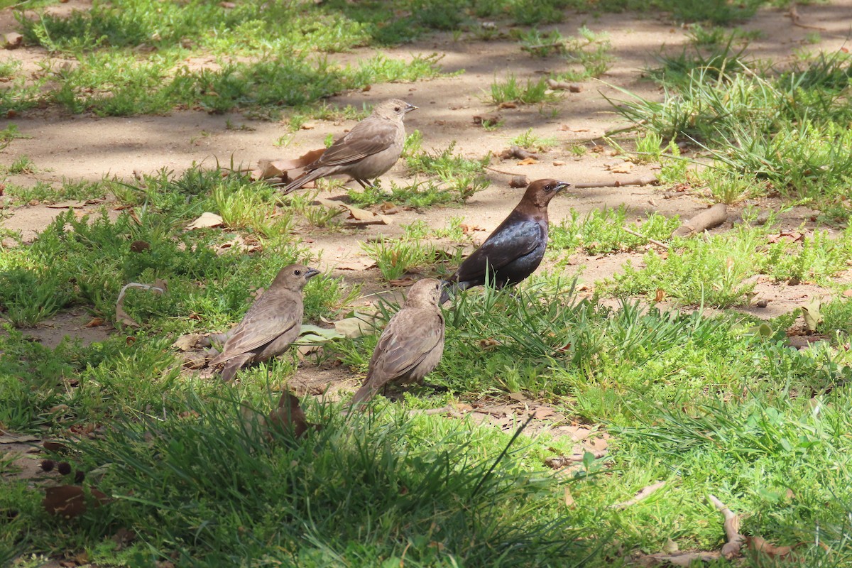 Brown-headed Cowbird - ML643152567