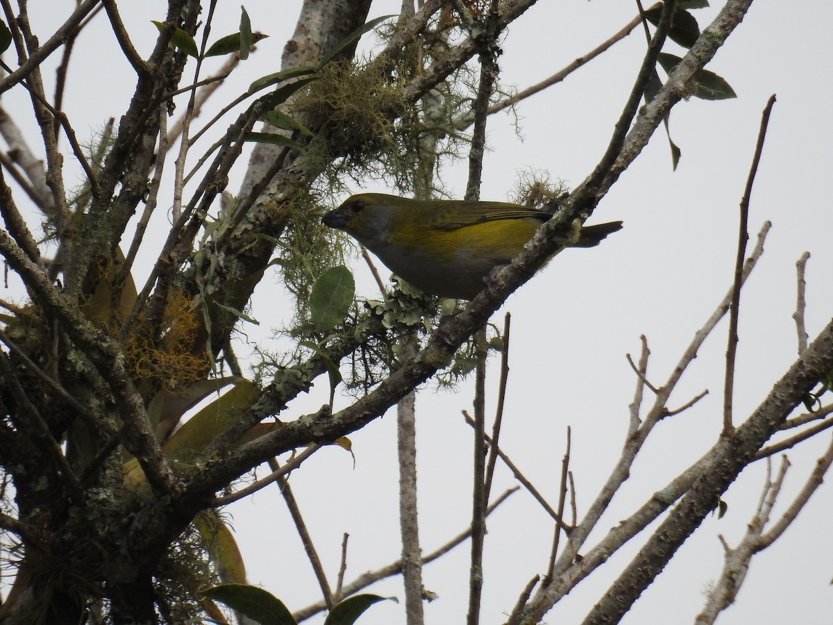 Green-throated Euphonia - ML643152572