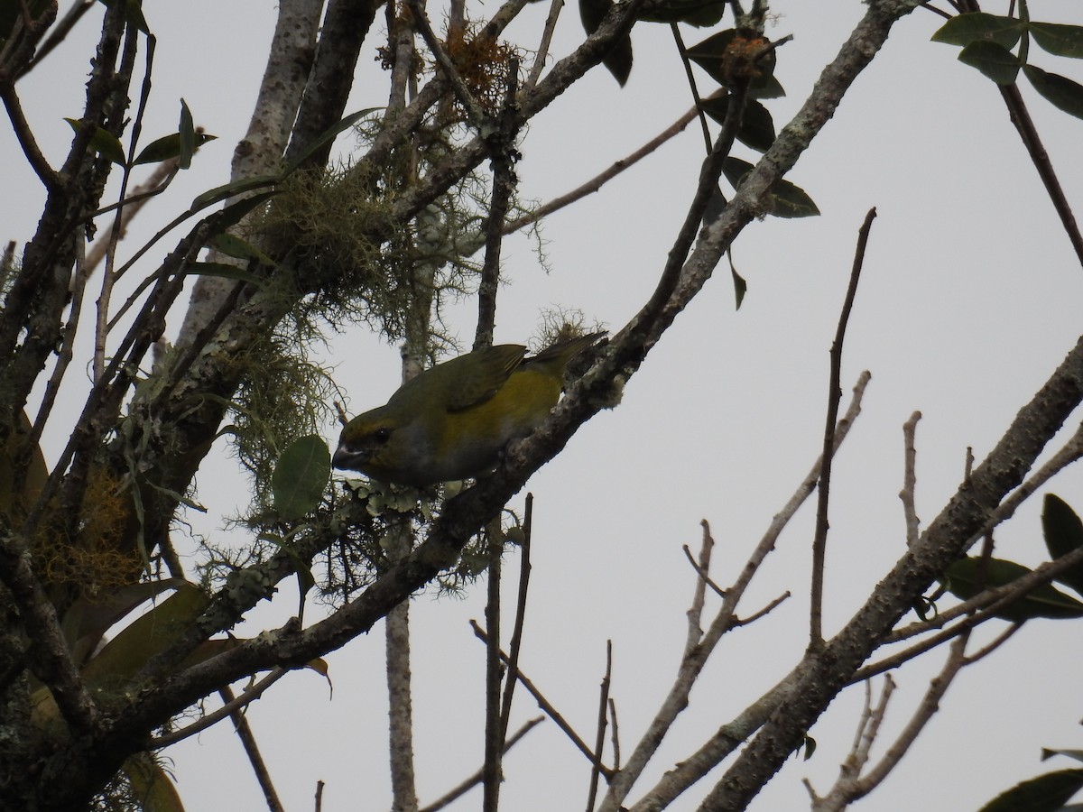 Green-throated Euphonia - ML643152573