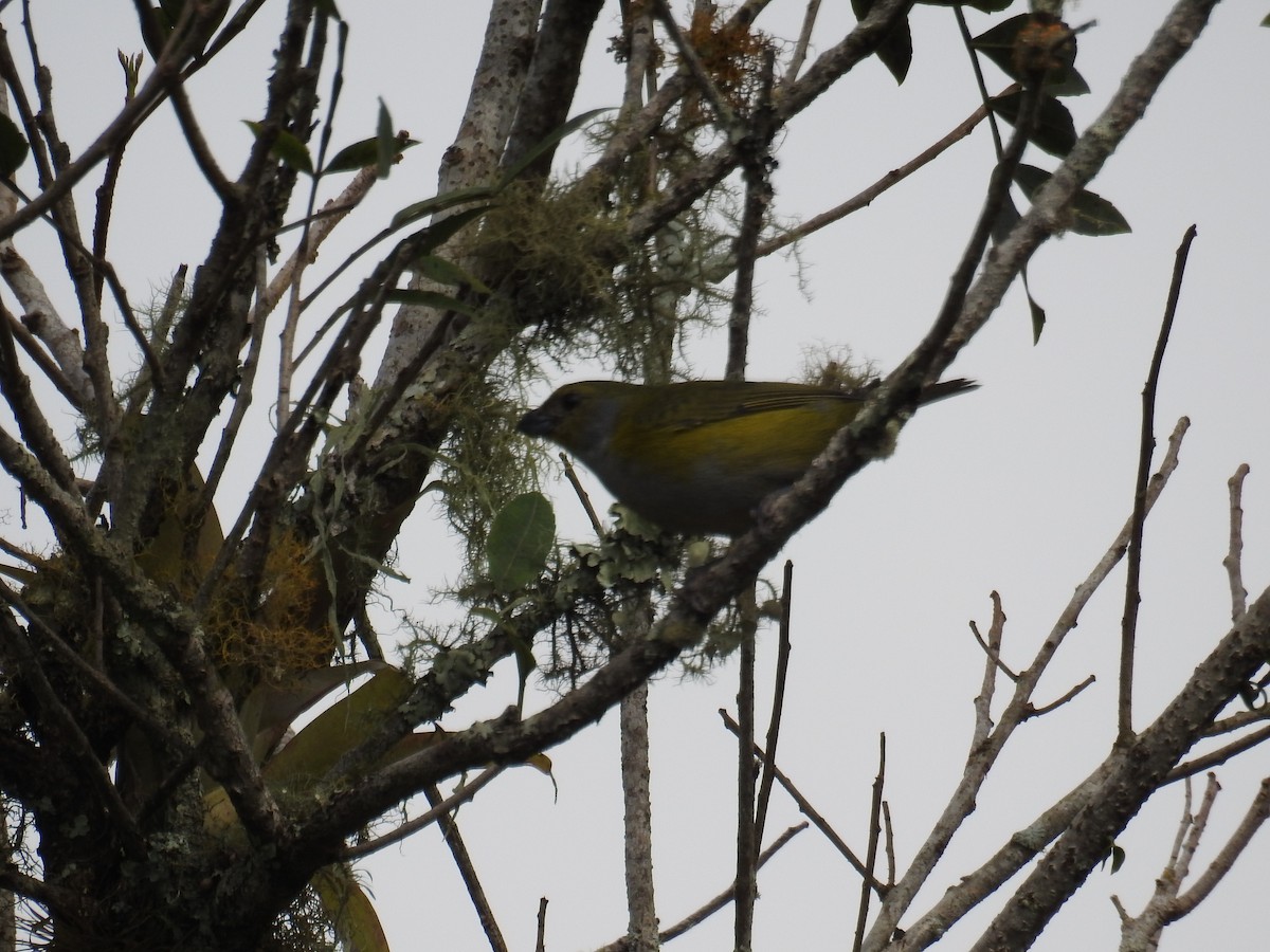 Green-throated Euphonia - ML643152574