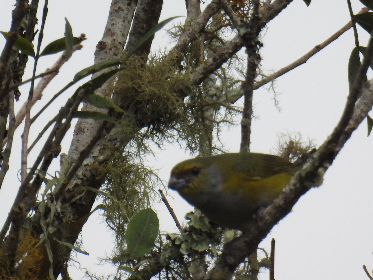 Green-throated Euphonia - ML643152575