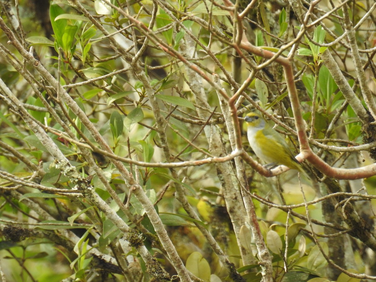 Green-throated Euphonia - ML643152576