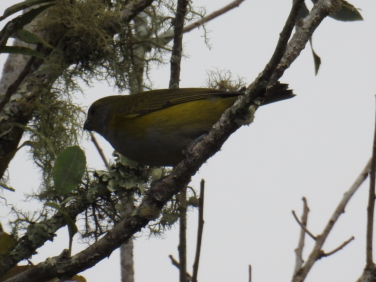 Green-throated Euphonia - ML643152577