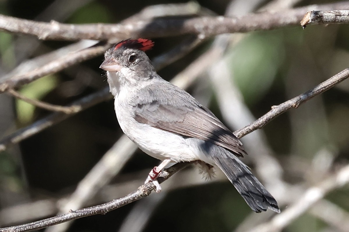 Pileated Finch - ML643152584